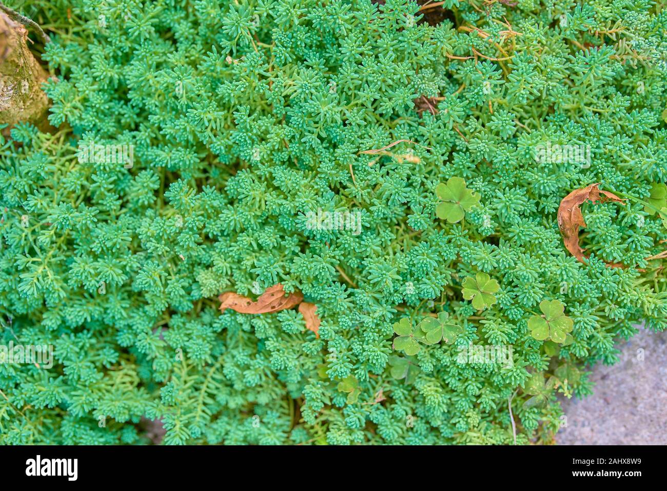 Pianta verde dello sfondo. Sedum Rubrotinctum in giardino Foto Stock