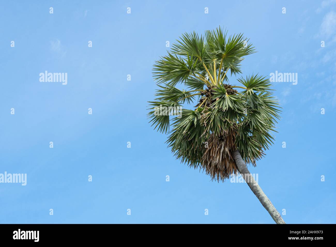Lo zucchero palme con cielo blu e nuvole sullo sfondo Foto Stock