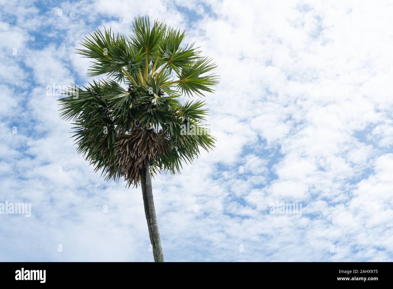 Lo zucchero palme con cielo blu e nuvole sullo sfondo Foto Stock