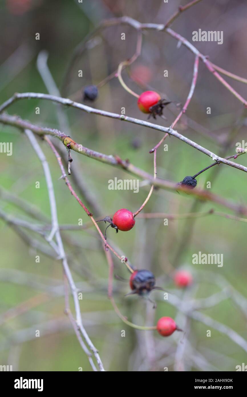 Rosa nutkana - nootka rose, in gennaio in Oregon, USA. Foto Stock