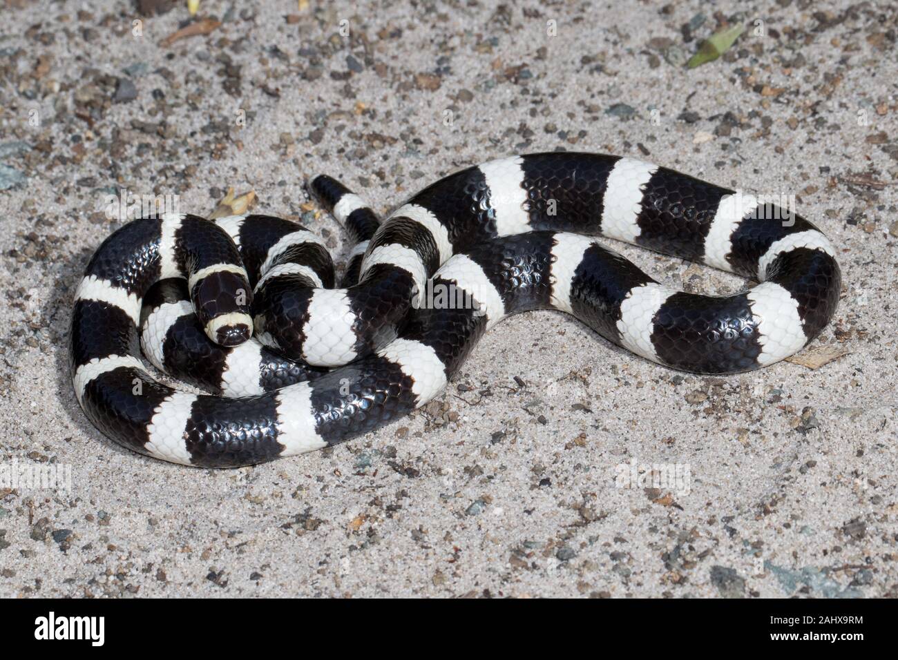 Bandy Bandy Snake Foto stock - Alamy