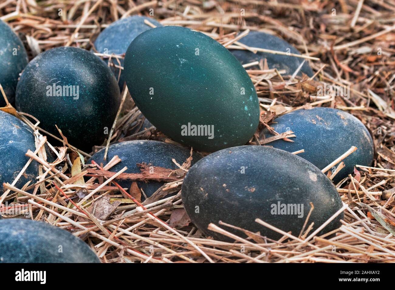 Frizione di Ume uova (Dromais novaehollandiae) presso lo Zoo di Negev, Israele Foto Stock