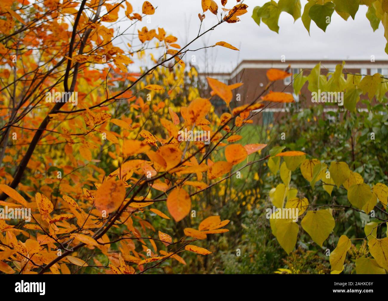 Le foglie cambiano colore in estate si trasforma in autunno - 2019 Foto Stock