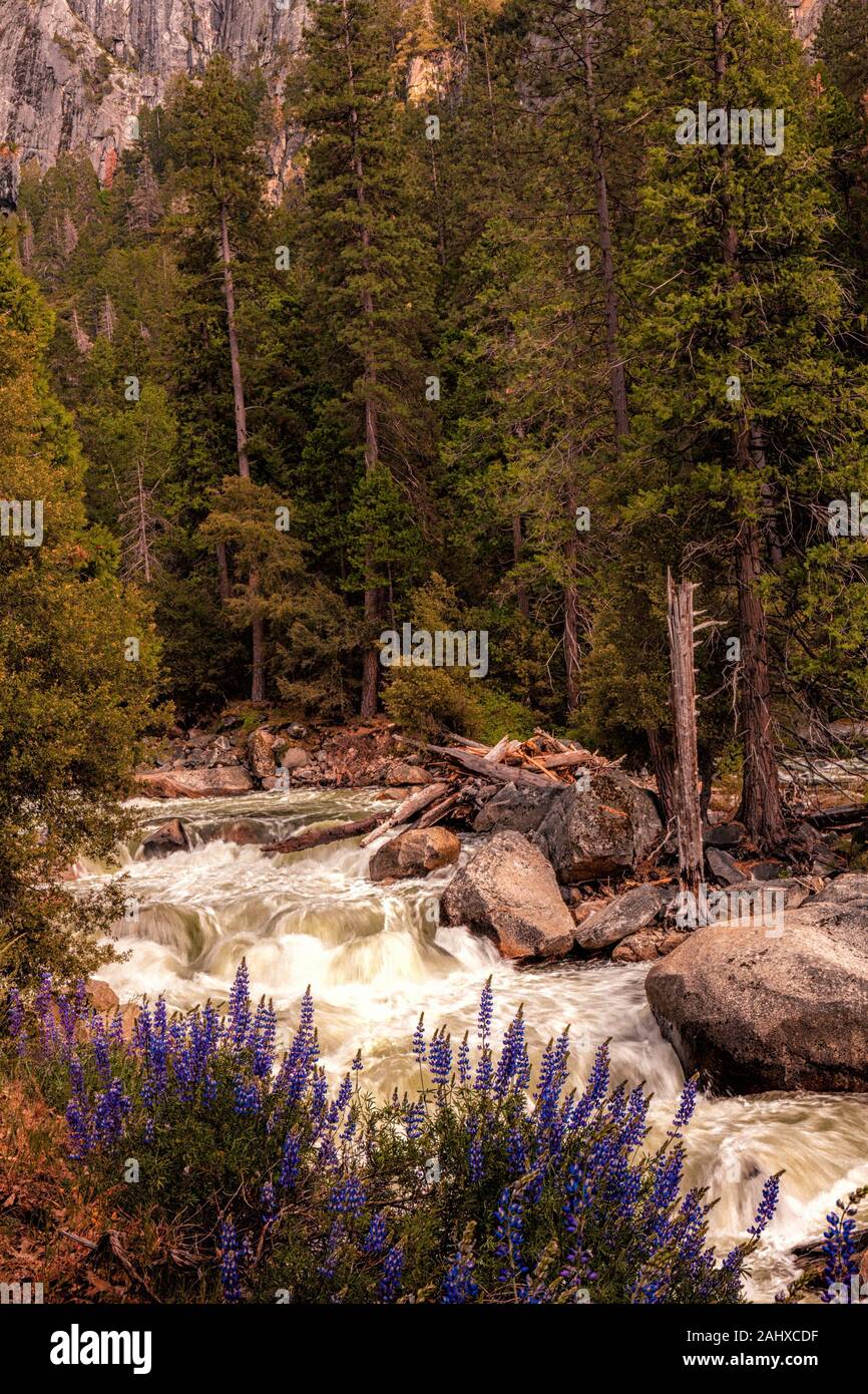 Fiume a cascata appena fuori dal Parco Nazionale di Yosemite Foto Stock