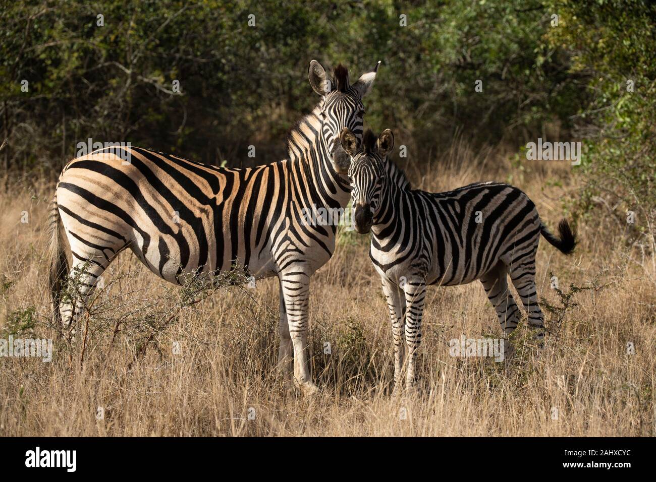 La Burchell zebra, Equus quagga burchellii, Phinda Game Reserve Foto Stock