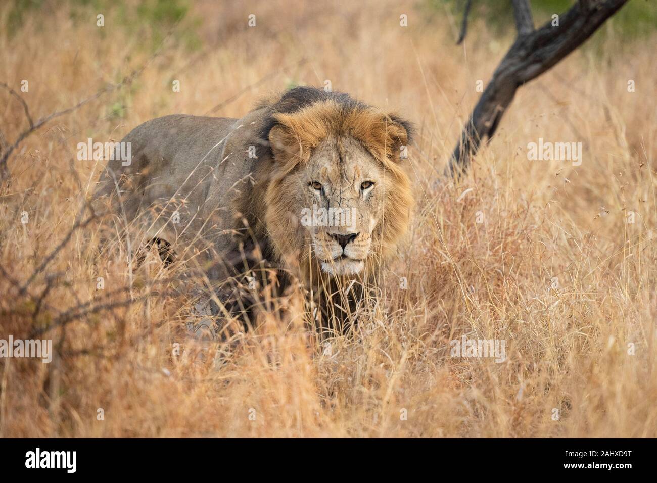 Maschio di leone, Panthera leo, Manyoni Game Reserve, Sud Africa Foto Stock