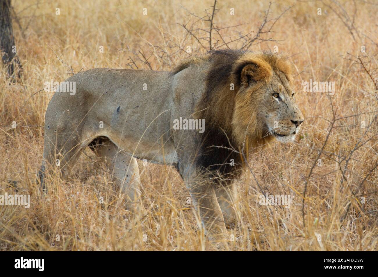 Maschio di leone, Panthera leo, Manyoni Game Reserve, Sud Africa Foto Stock