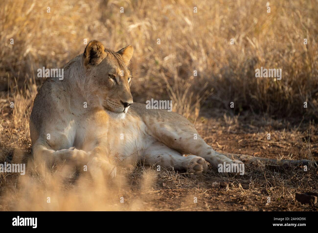 Lion Panthera leo, Manyoni Game Reserve, Sud Africa Foto Stock