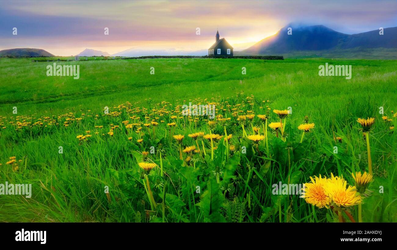 Un bellissimo paesaggio Islanda del pascolo verde, giallo tarassaco i fiori e la pittoresca chiesa nera di set Budir contro uno sfondo di montagna. Foto Stock