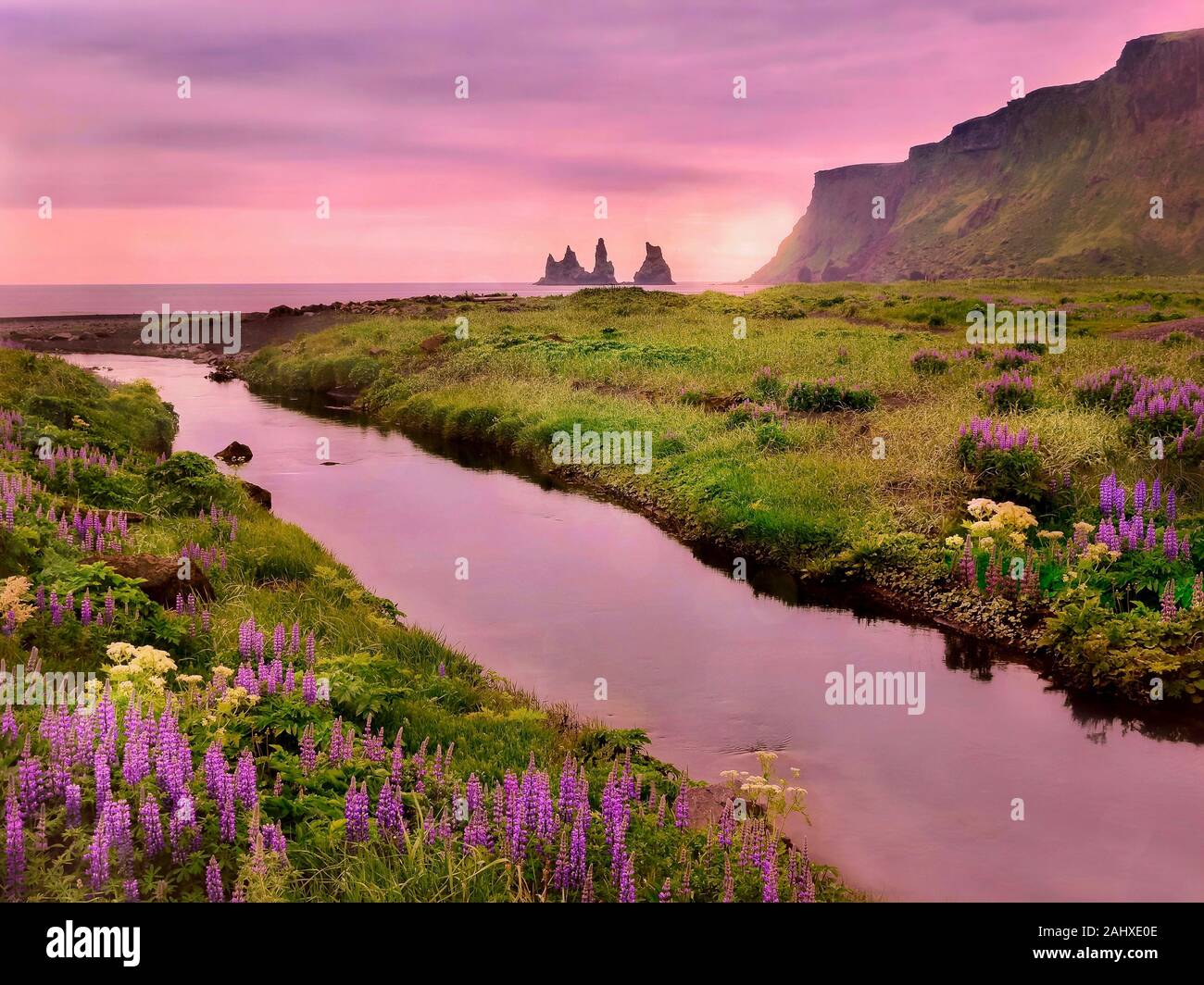 Un bel paesaggio di Vik, Islanda con fiori estivi in fiore e un cielo rosa riflessa in un ruscello che scorre verso il mare con scogli pinnacle visibile. Foto Stock