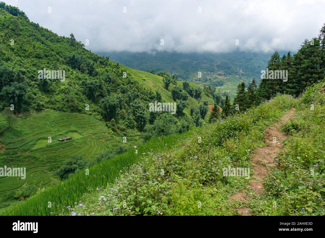 Spettacolare paesaggio estivo con verdi terrazze di riso. Il Vietnam Foto Stock