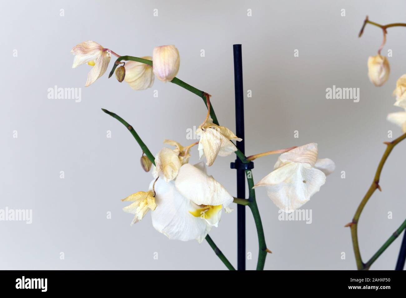 Secco, morti bianche orchidee phaleonopsis con sfondo bianco. Questi fiori utilizzati per essere una bella parte di Scandinavian decorazione della casa ma sono morti. Foto Stock