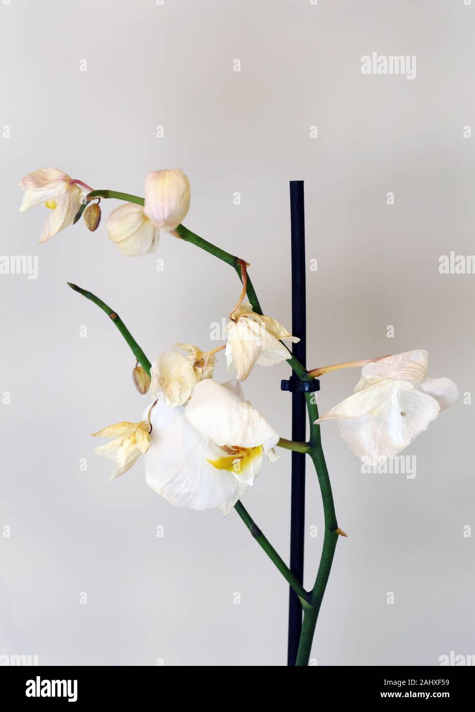 Secco, morti bianche orchidee phaleonopsis con sfondo bianco. Questi fiori utilizzati per essere una bella parte di Scandinavian decorazione della casa ma sono morti. Foto Stock