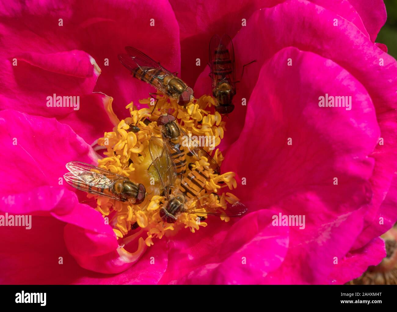 La marmellata di arance hoverflies, Episyrphus balteatus e comune hoverflies nastrati, Syrphus ribesii avanzamento sul speziale's rose rosa gallica officinalis, ho Foto Stock