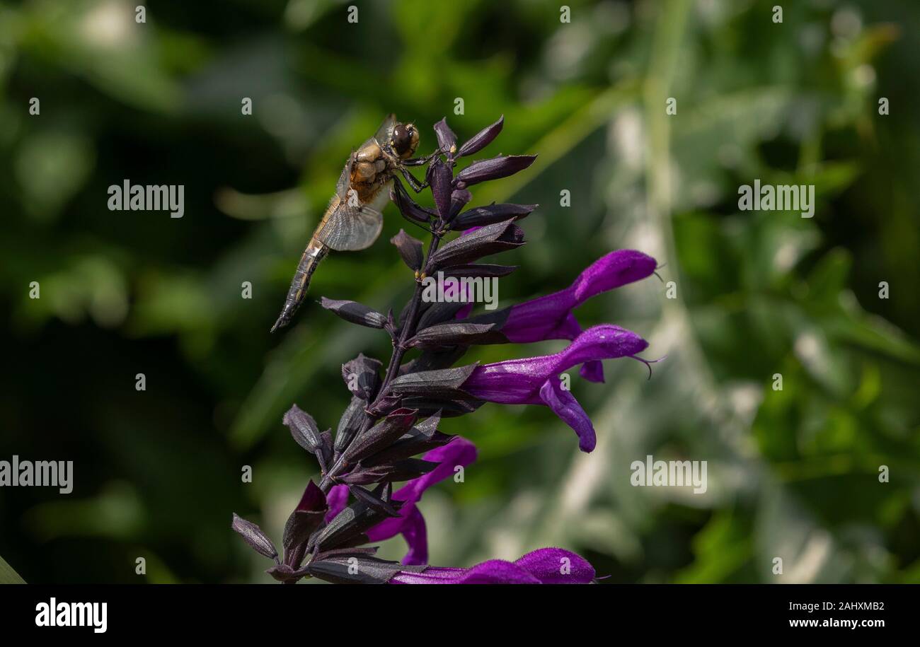Quattro-spotted chaser, Libellula quadrimaculata, dragonfly, si insediarono sul giardino di salvia, in Somerset Garden. Foto Stock