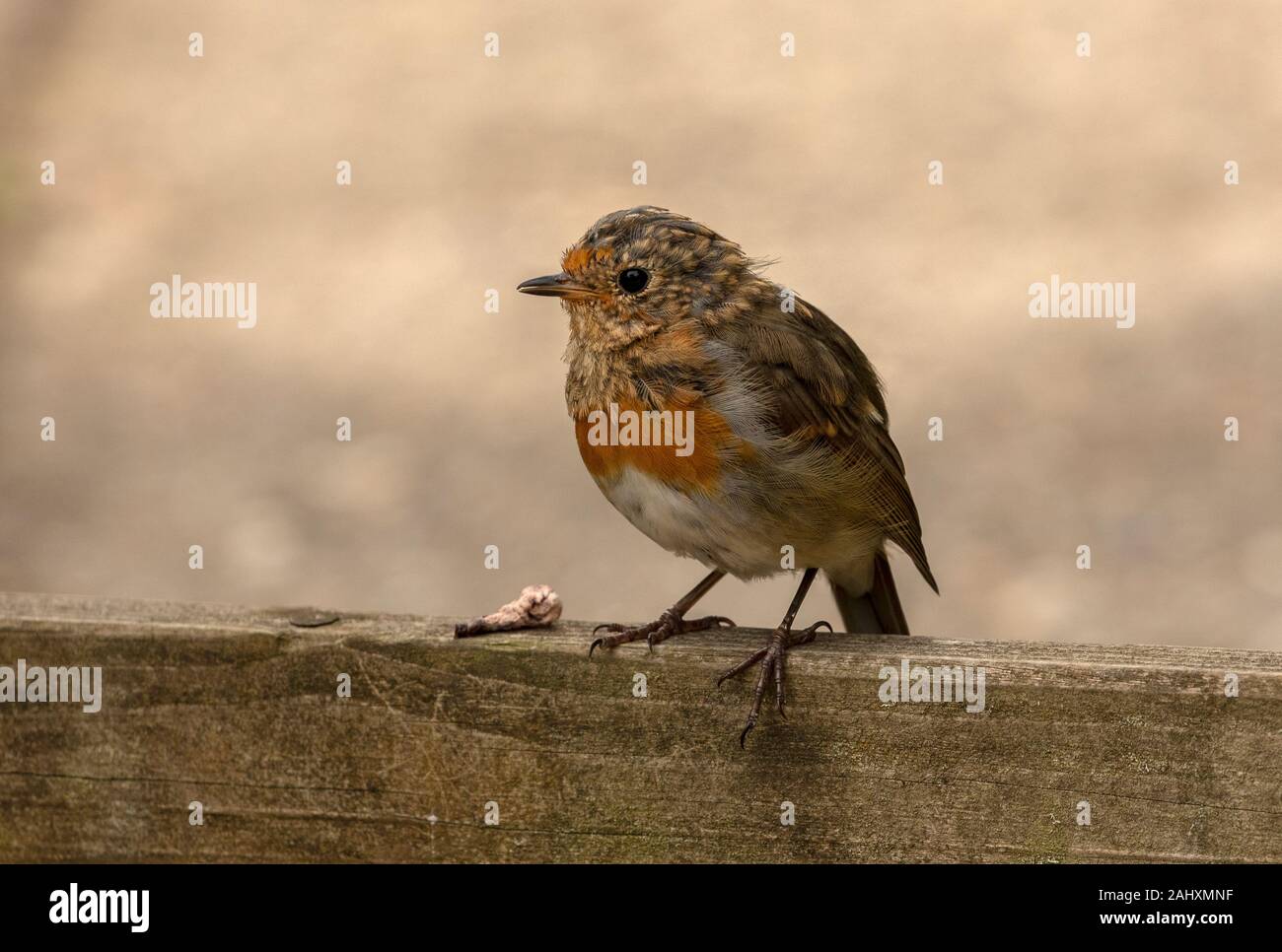 I capretti Unione Robin, Erithacus rubecula, moulting in tarda estate. Foto Stock