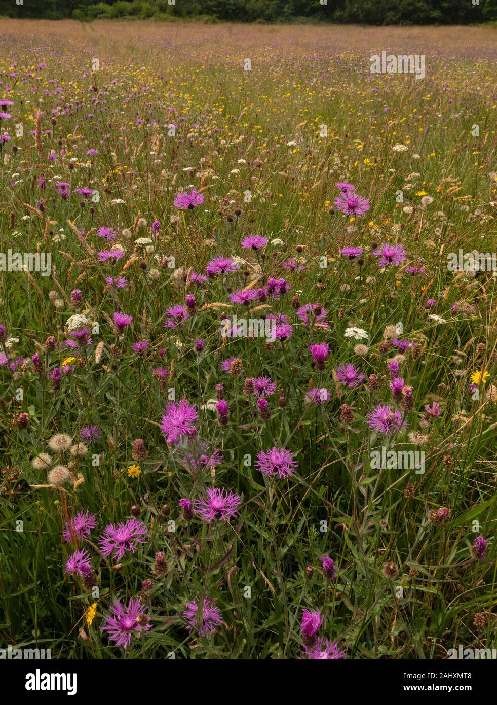Fiorito di fieno vecchio prato - Filettatura grossa Mead - in prati Kingcombe riserva naturale, con Fiordaliso comune, il West Dorset. Foto Stock