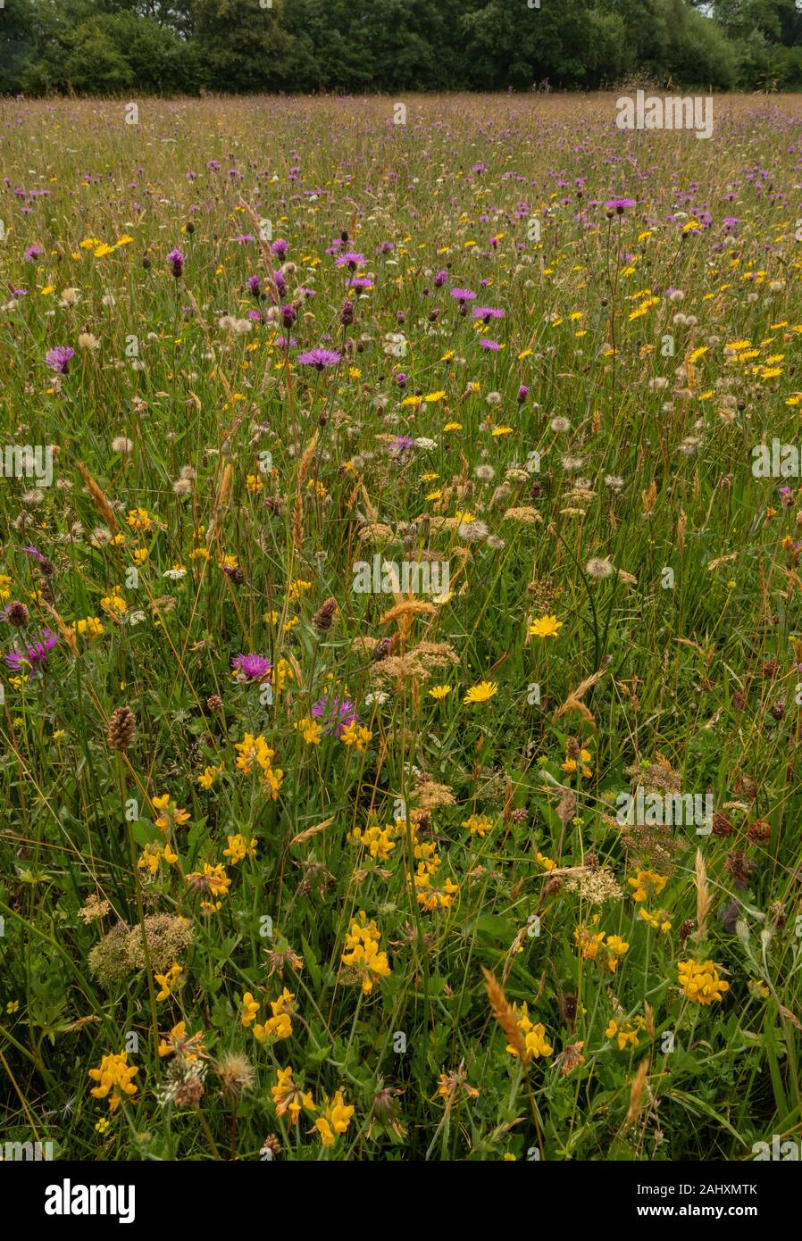 Fiorito di fieno vecchio prato - Filettatura grossa Mead - in prati Kingcombe riserva naturale, con Trifoglio del piede dell'Uccello e altri fiori. Il West Dorset. Foto Stock
