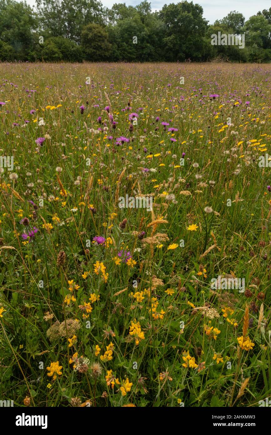 Fiorito di fieno vecchio prato - Filettatura grossa Mead - in prati Kingcombe riserva naturale, con Trifoglio del piede dell'Uccello e altri fiori. Il West Dorset. Foto Stock