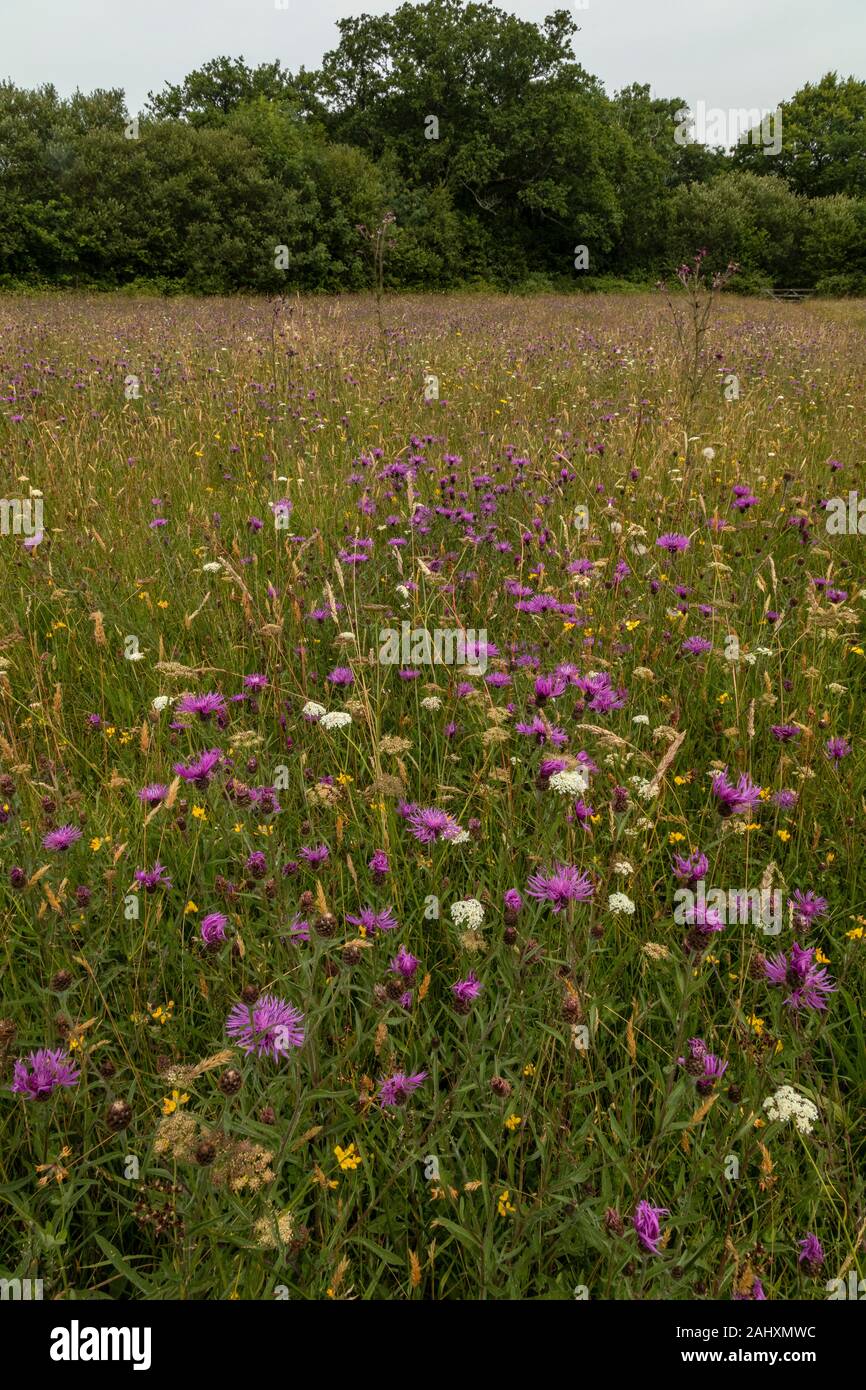 Fiorito di fieno vecchio prato - Filettatura grossa Mead - in prati Kingcombe riserva naturale, con Fiordaliso comune, il West Dorset. Foto Stock