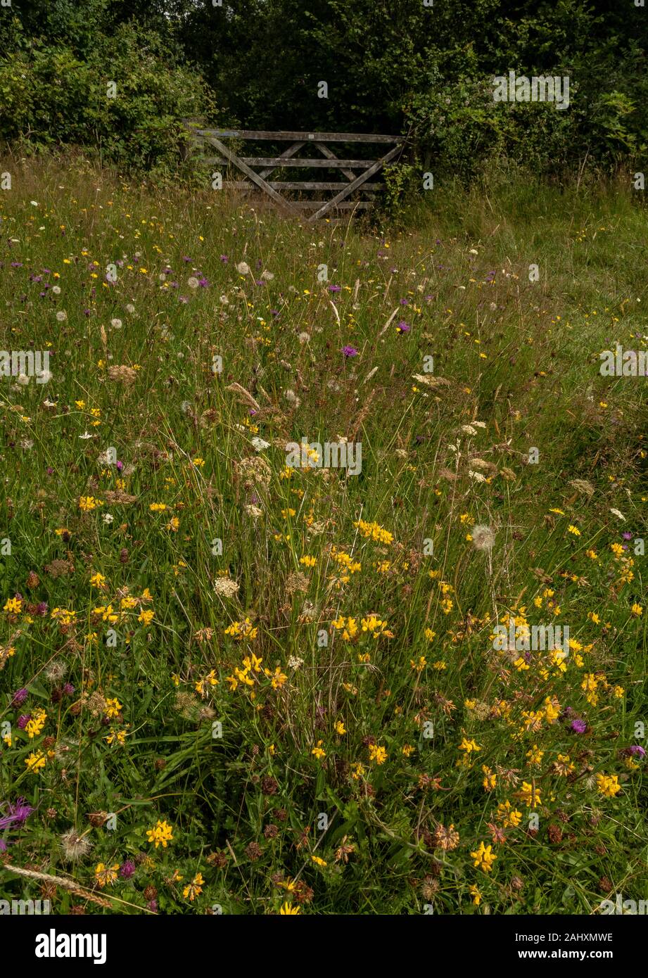 Fiorito di fieno vecchio prato - Filettatura grossa Mead - in prati Kingcombe riserva naturale, il West Dorset. Foto Stock