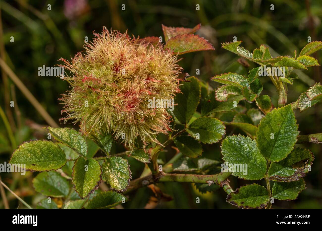 Robin's puntaspilli, Diplolepis rosae, fiele su rosa selvatica. Il Dorset. Foto Stock