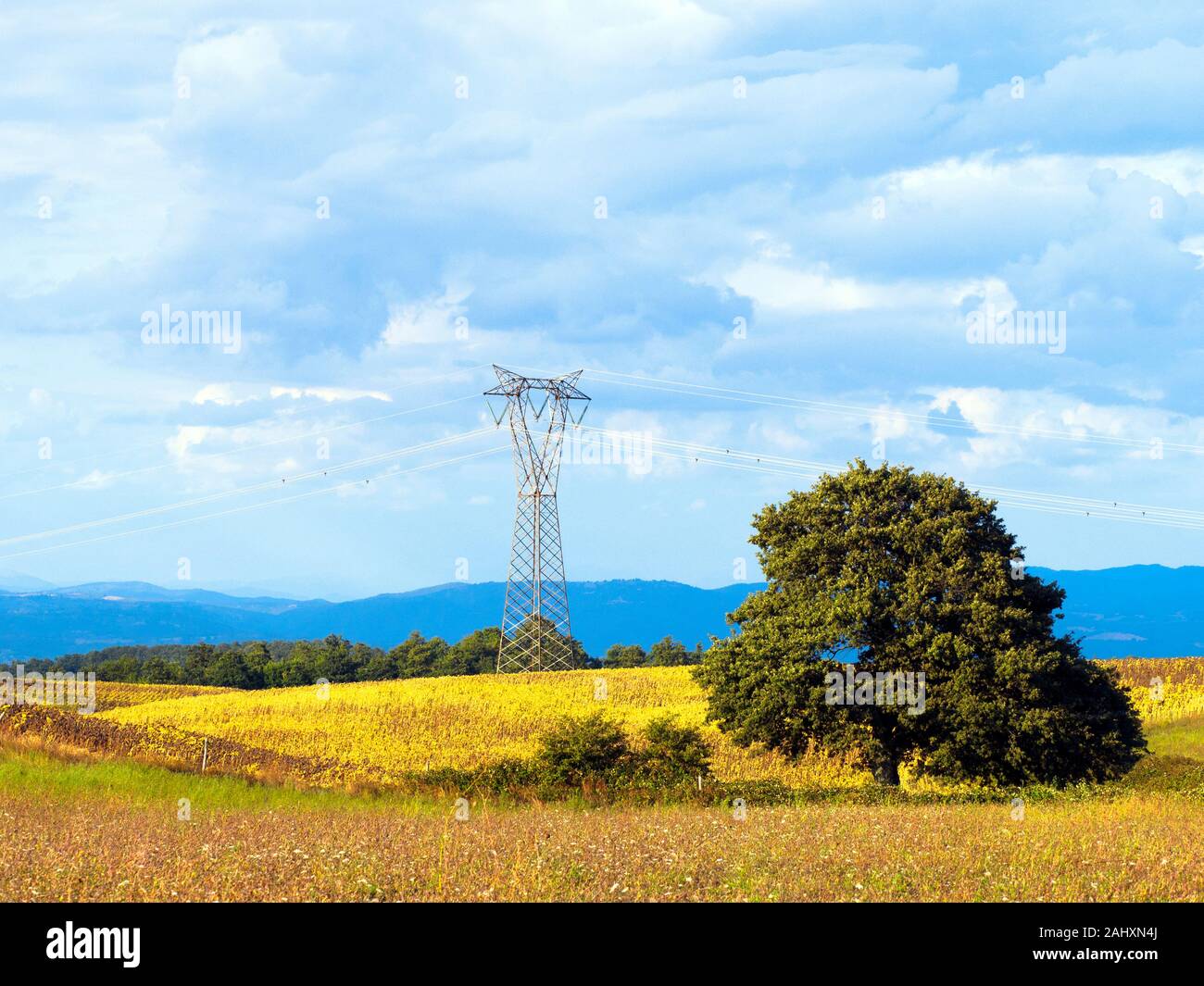 Un albero di quercia in lansdscape rurale nella regione Umbria - Italia Foto Stock