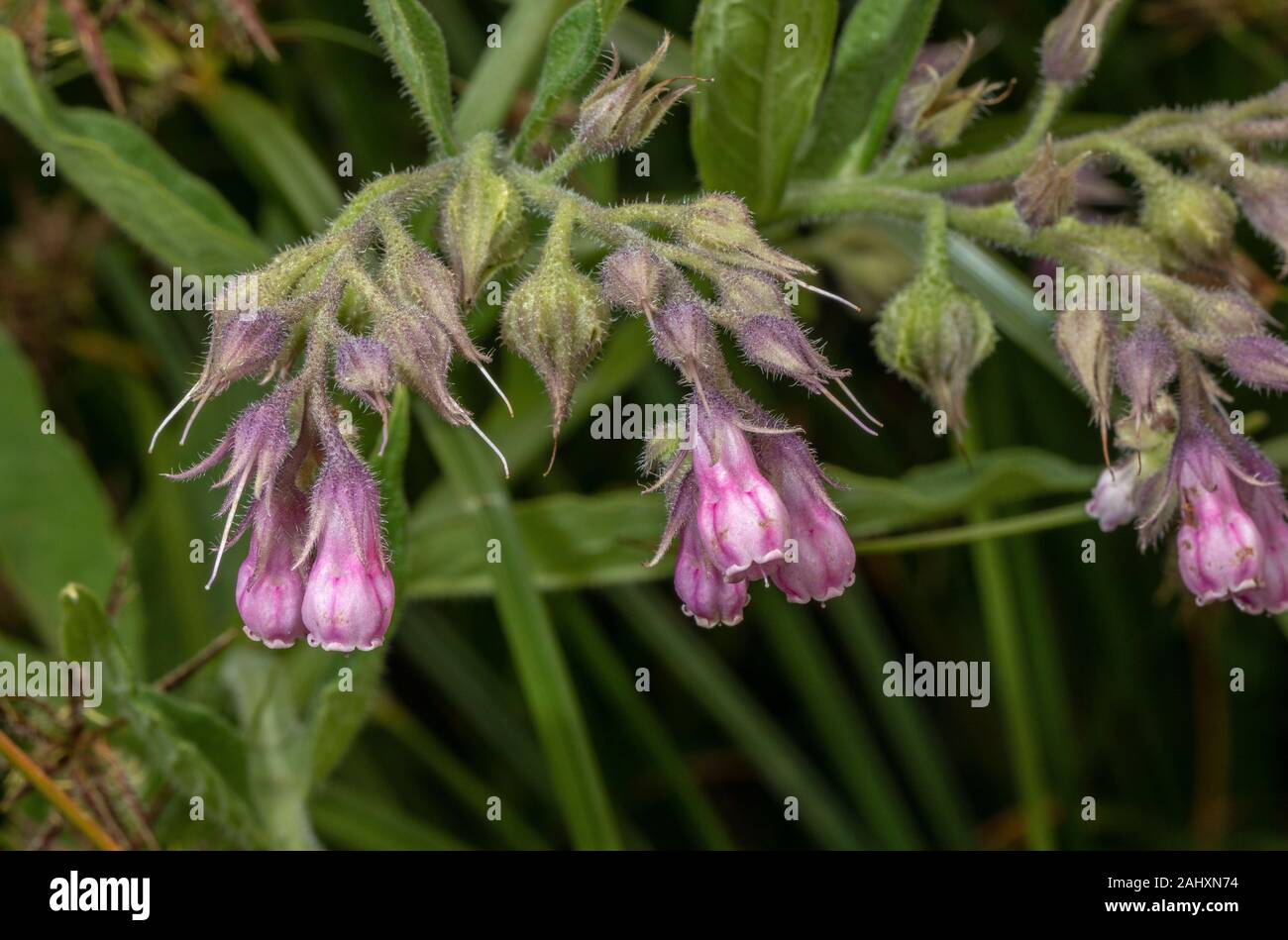 Comfrey russo, Symphytum × uplandicum, in fiore su strada, Dorset. Foto Stock