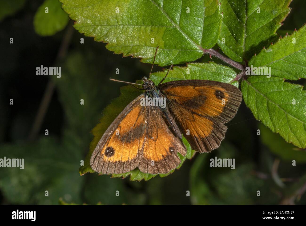 Gatekeeper maschio, Pyronia tithonus, si insediarono sul Rovo foglie. Foto Stock