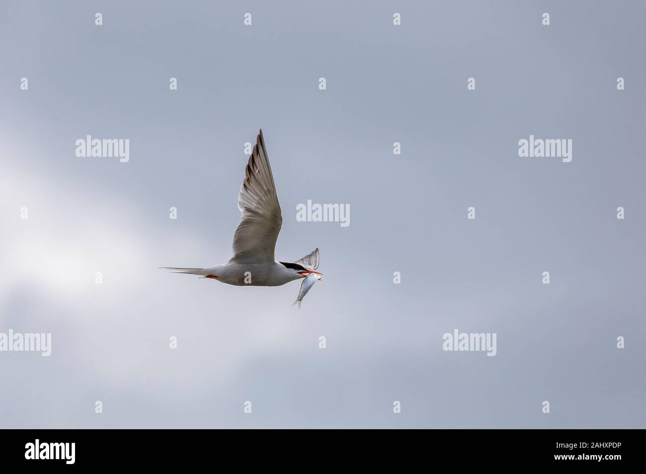 Common Tern, Sterna hirundo, in volo con pesce, nella stagione della riproduzione, il porto di Poole, Dorset. Foto Stock