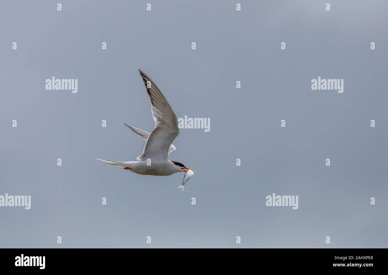 Common Tern, Sterna hirundo, in volo con pesce, nella stagione della riproduzione, il porto di Poole, Dorset. Foto Stock