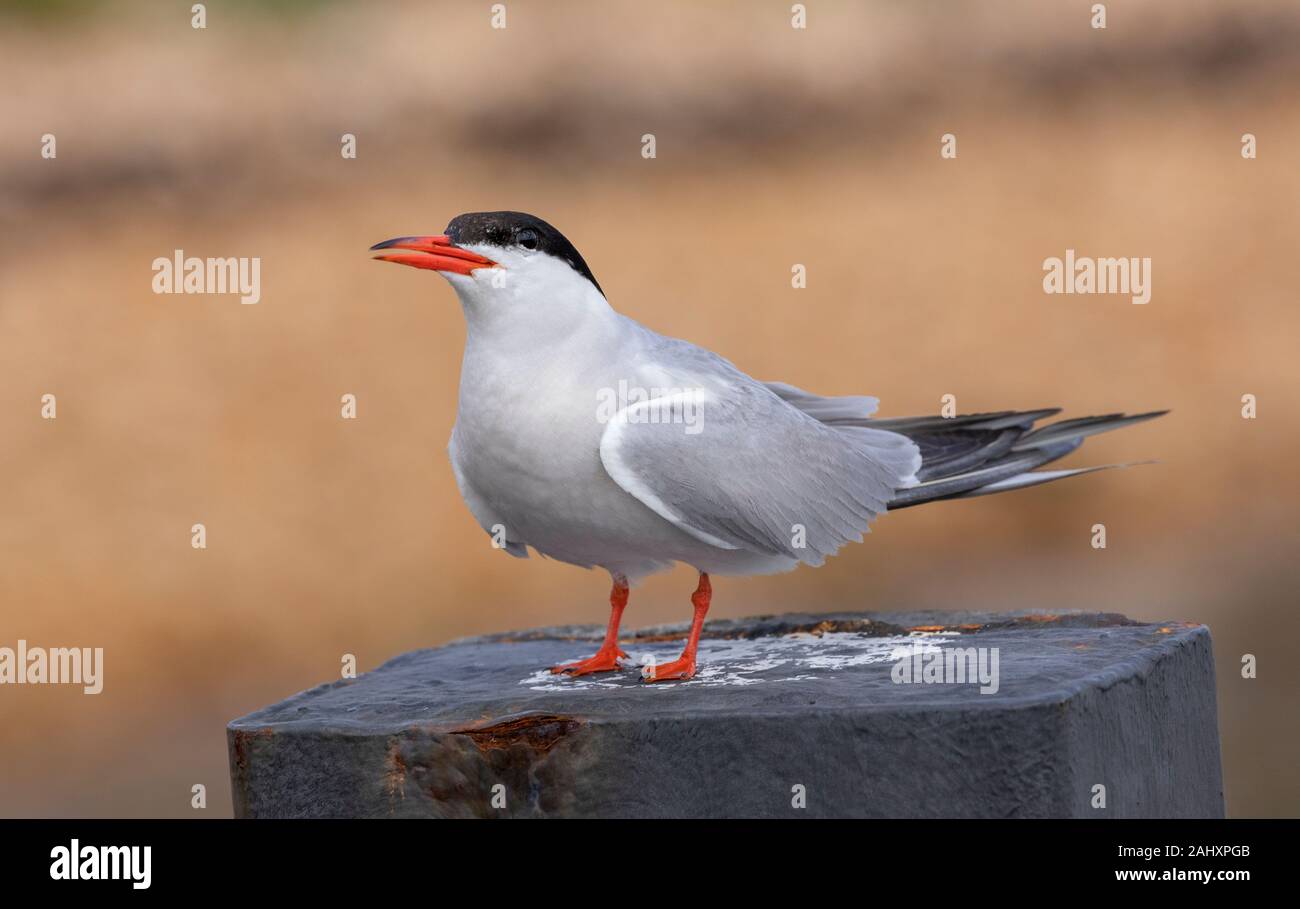 Common Tern, Sterna hirundo, nella stagione della riproduzione, il porto di Poole, Dorset. Foto Stock