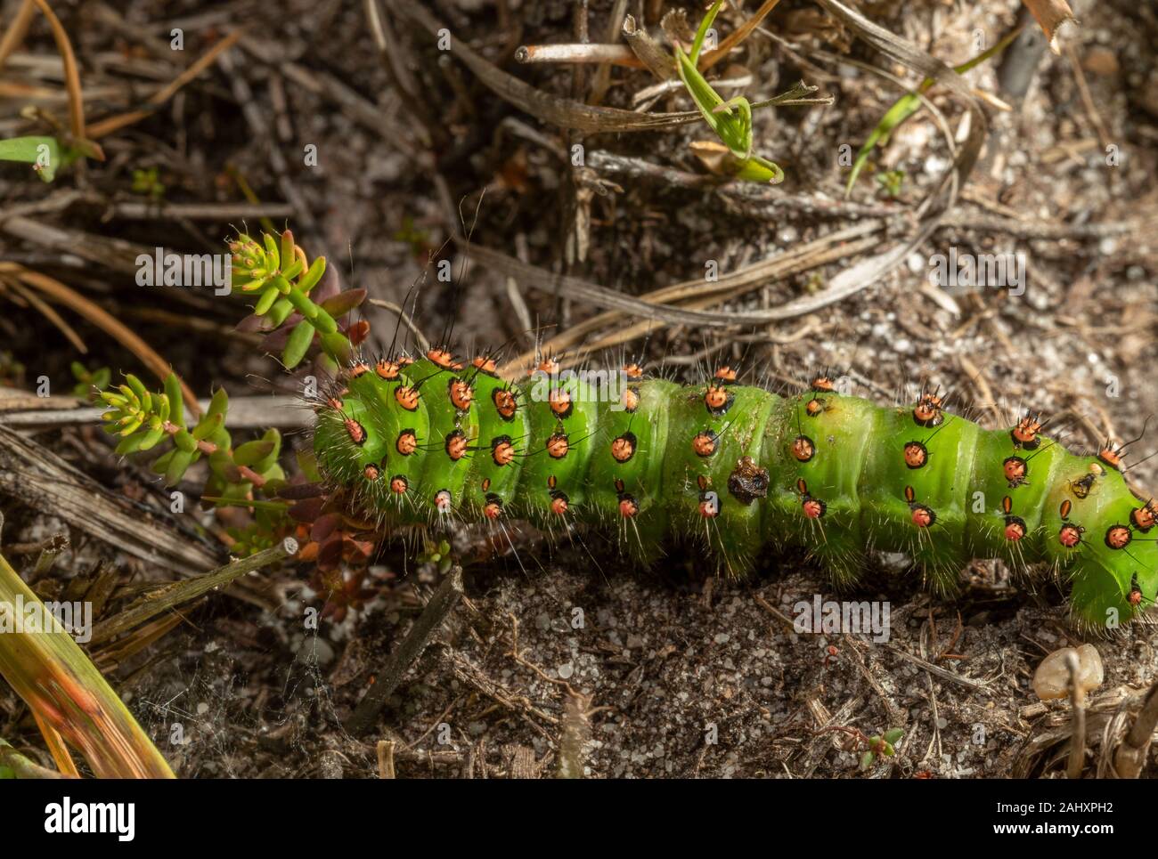 L'imperatore Moth, Saturnia pavonia, matura caterpillar sulla brughiera; Dorset. Foto Stock