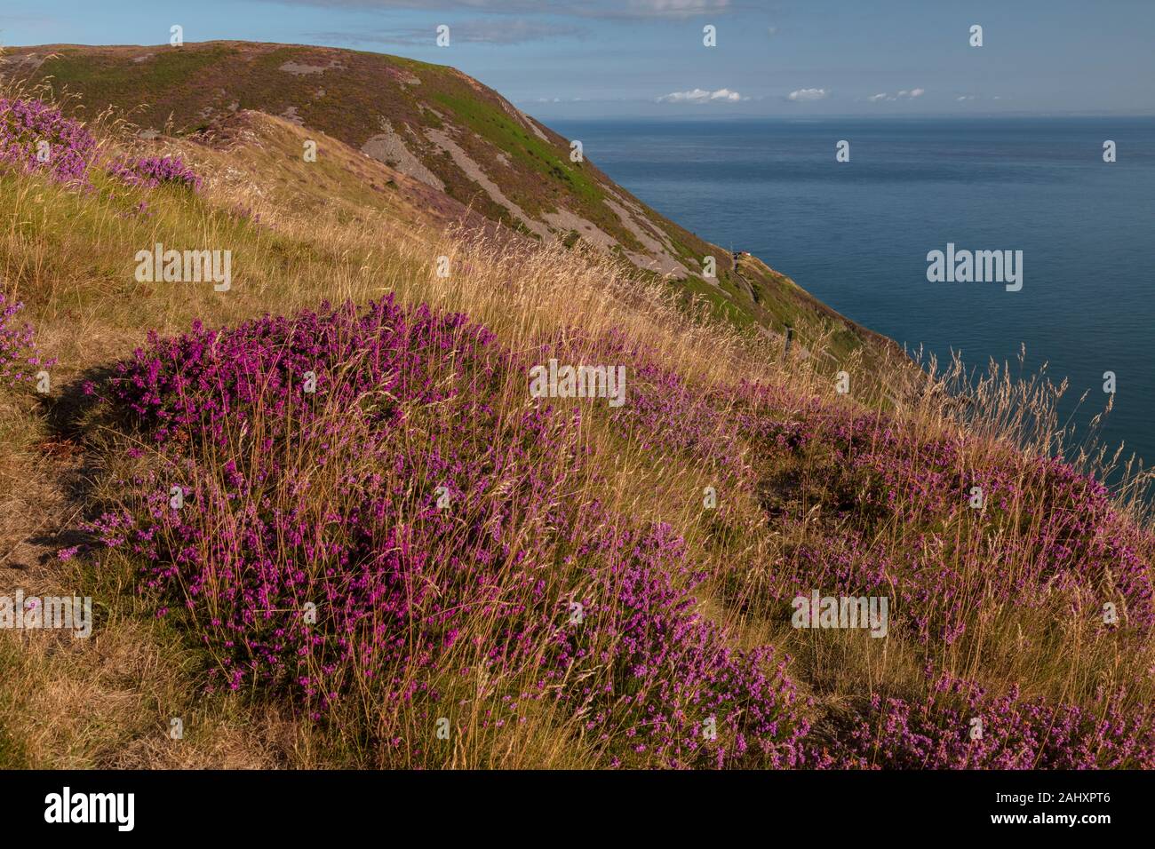 Heather moorland in fiore sulla costa nord di Exmoor, al punto Foreland, vicino a Lynton, Devon. Foto Stock