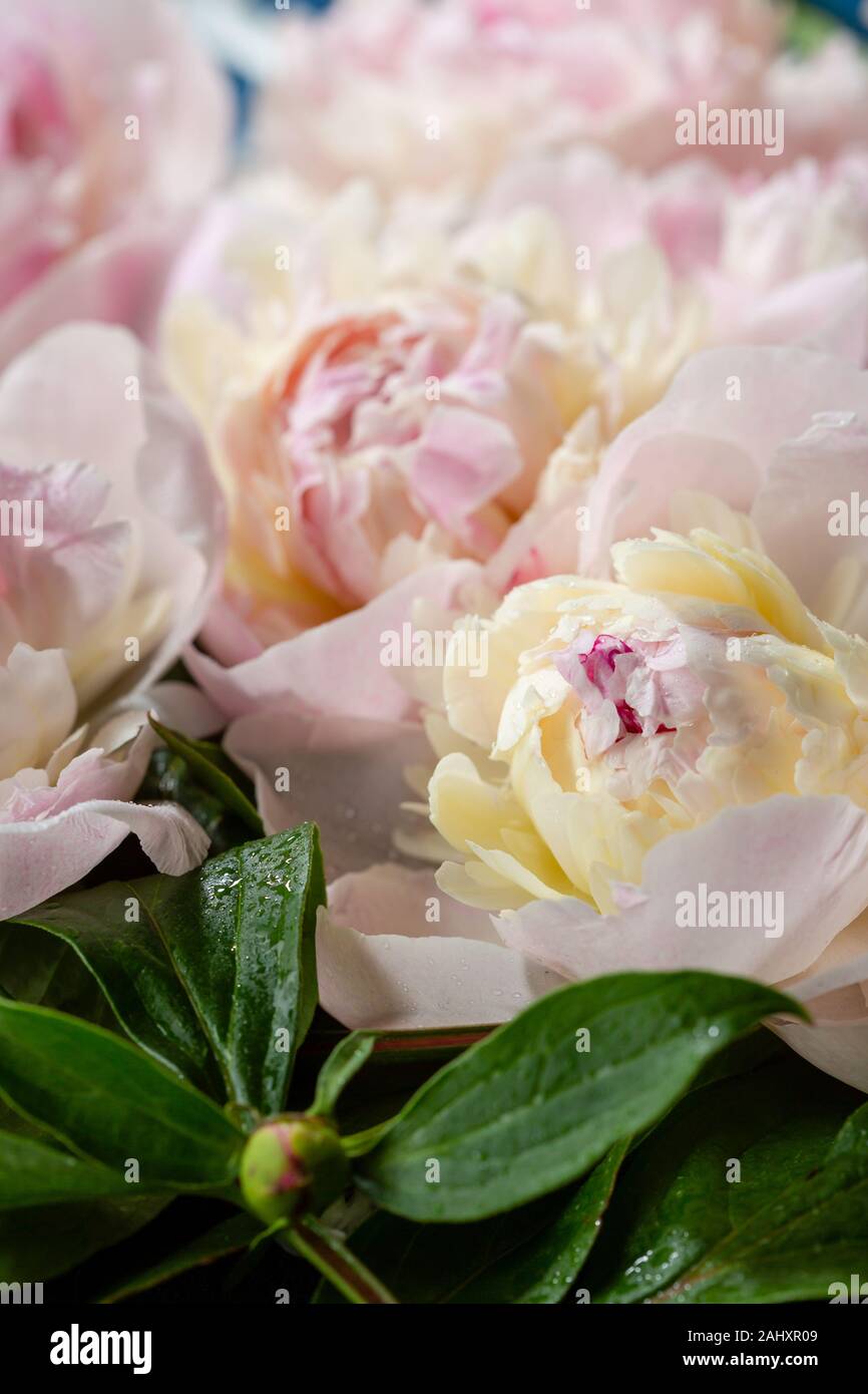 Le Peonie fiori rosa close-up Foto Stock