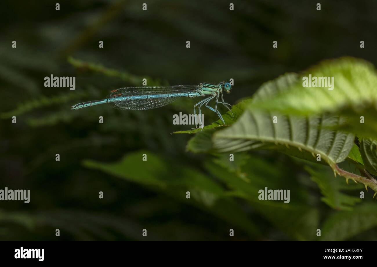 Bianco maschio-gambe, damselfly Platycnemis pennipes, appollaiato su Rovo foglie, vicino al fiume. Foto Stock