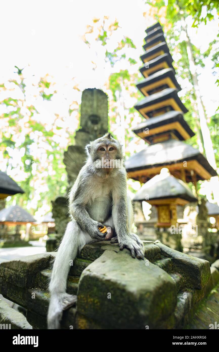 Una lunga coda Macaque è in piedi di fronte a un Balinese tempio indù in Ubud Monkey Forest. Foto Stock