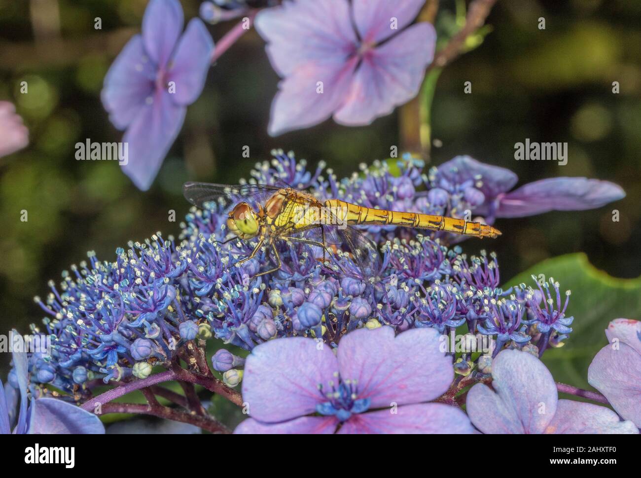Comune Femmina Darter, Sympetrum striolatum regolate sul giardino Hydrangea. Hampshire Foto Stock