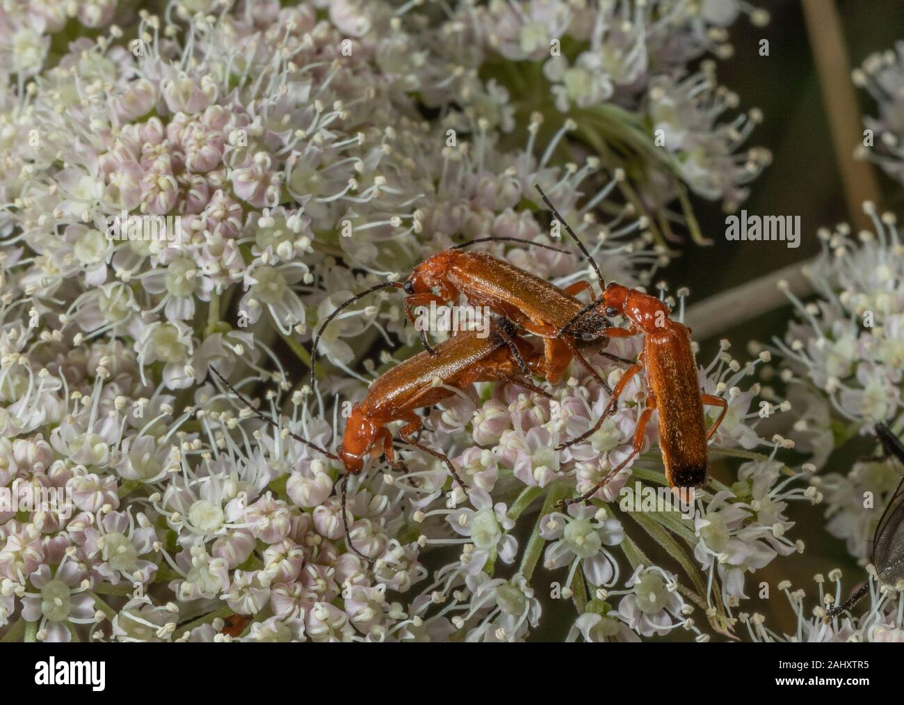 Comune soldato rosso Coleotteri, Rhagonycha fulva, alimentando su Angelica fiori. New Forest. Foto Stock