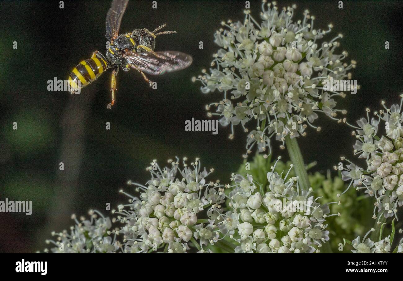 Big-headed Digger Wasp, Ectemnius cephalotes, venuta a terra su Angelica fiori. Foto Stock