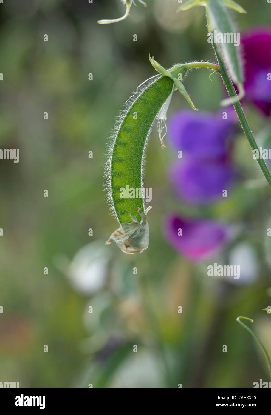 Pod di sementi di pisello dolce, Lathyrus odoratus. Foto Stock