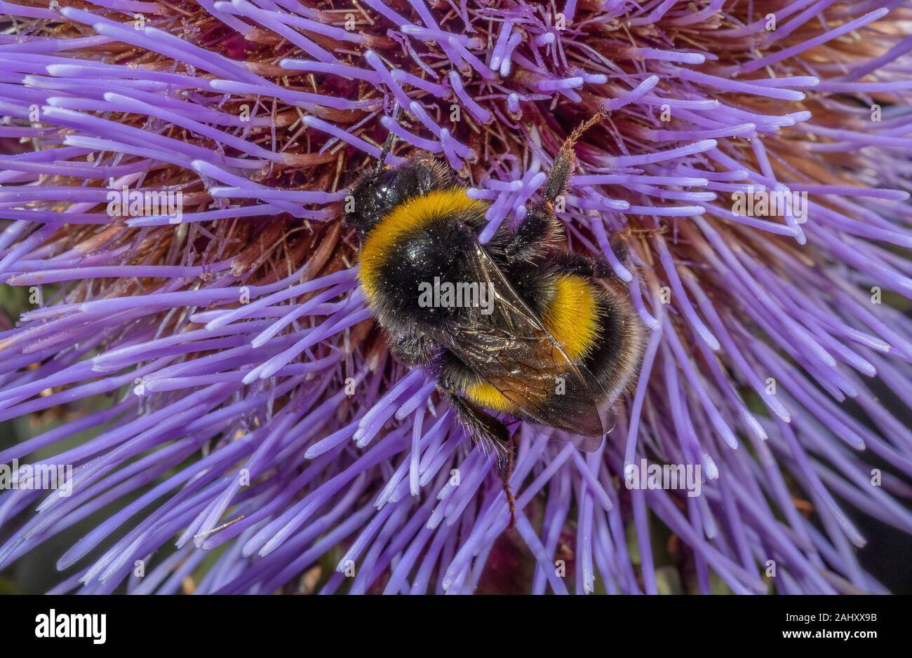 Buff-tailed bombi, Bombus terrestris, visitando Cynara nel giardino della fauna selvatica, Hants. Foto Stock