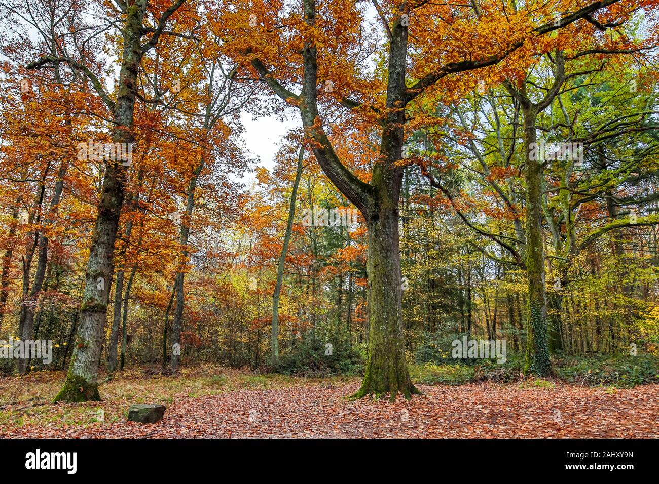 Automn luce e natura, Auvergne, Francia. Foto Stock