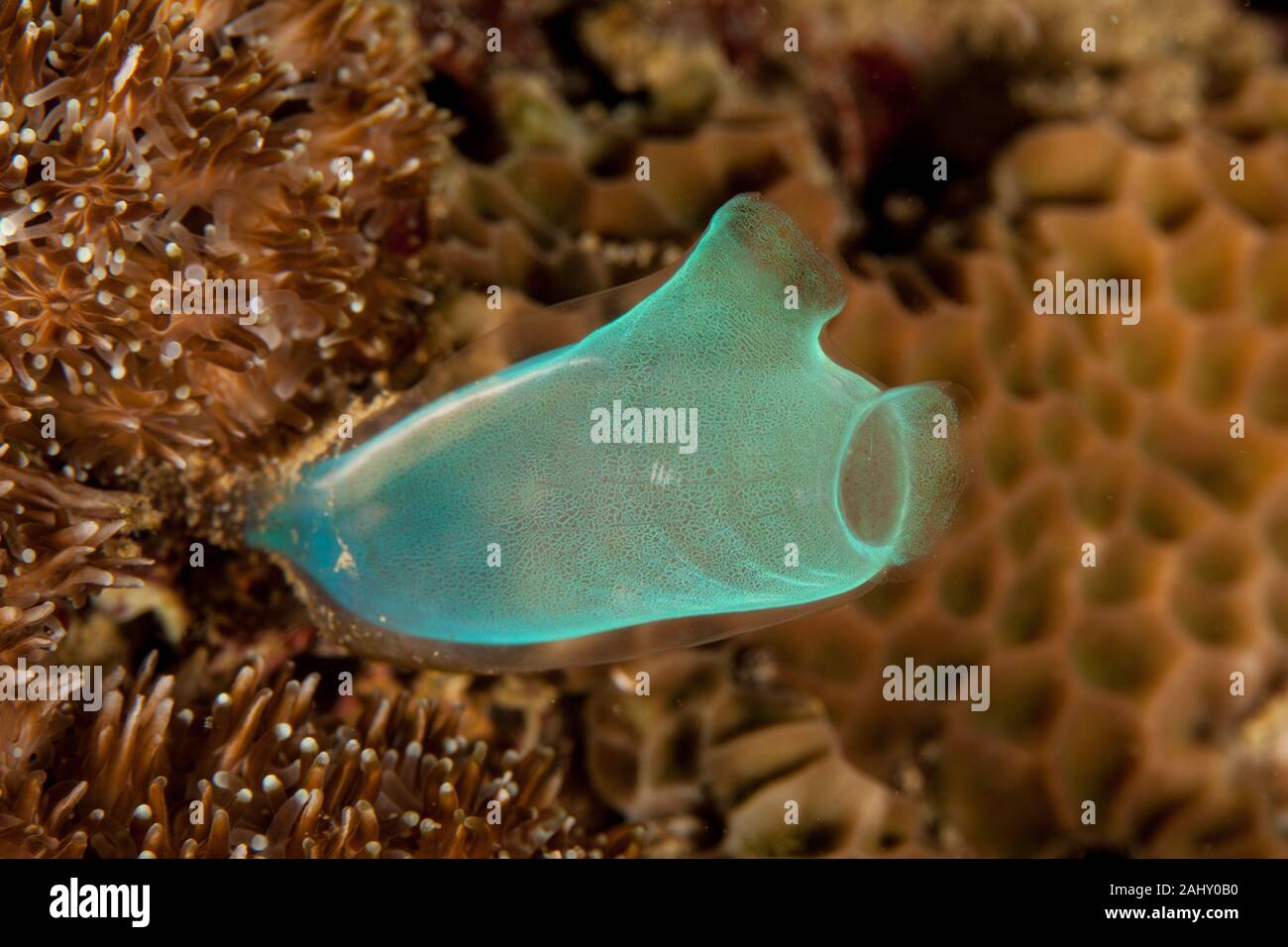 Sea squirt, tunicate o ascidian vivere sulla barriera corallina Foto Stock