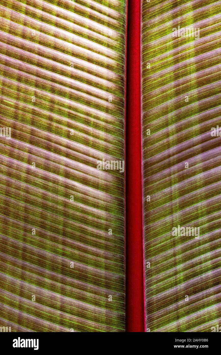 Colorato Close up dettaglio di un tropicale di foglie di palma - che mostra la texture e pattern #3. Foto Stock