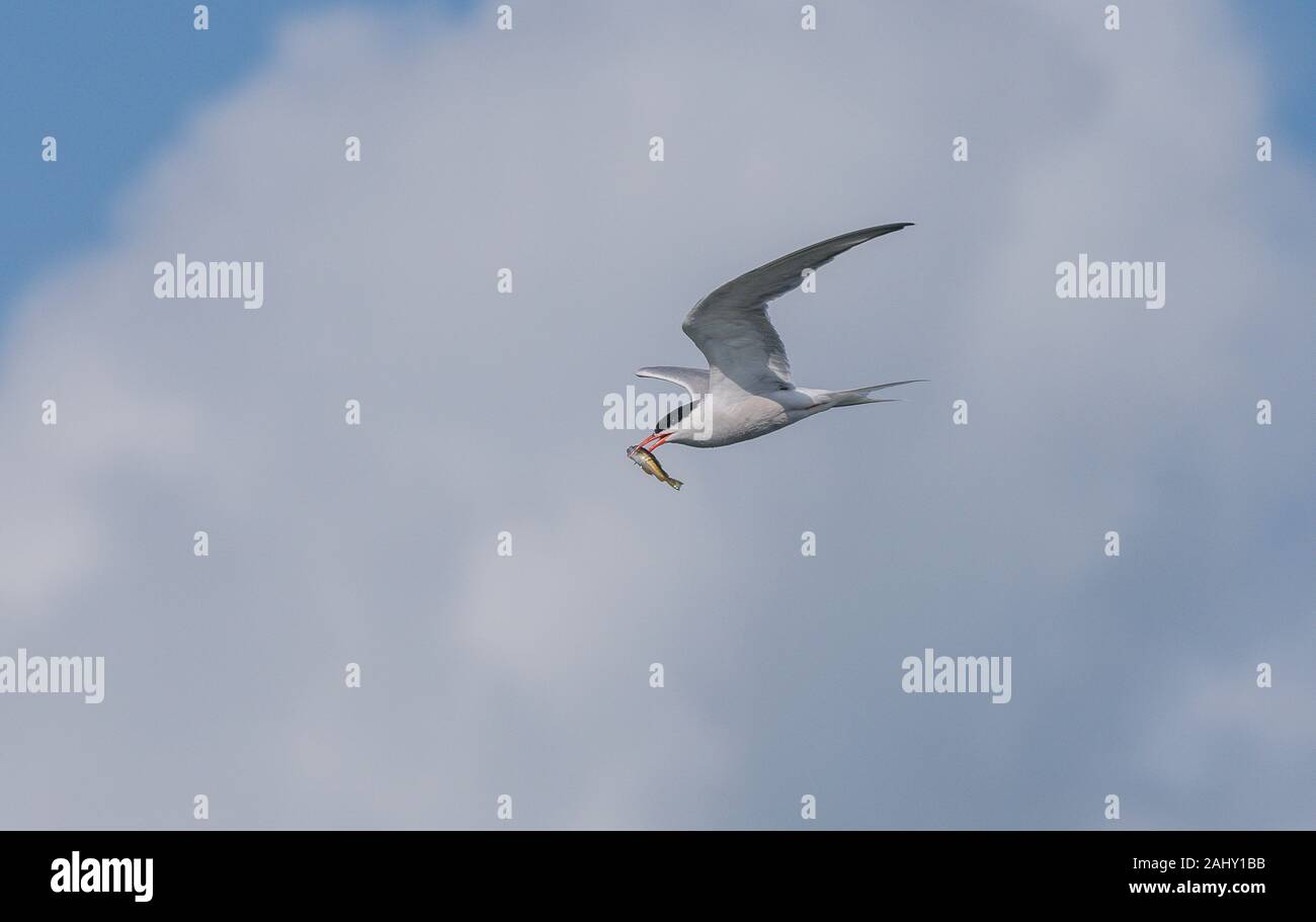 Common Tern, Sterna hirundo, in volo con pesce, nella stagione della riproduzione, il porto di Poole, Dorset. Foto Stock