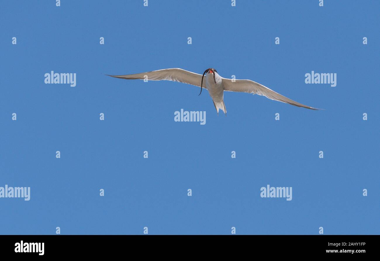 Common Tern, Sterna hirundo, in volo con pesce, nella stagione della riproduzione, il porto di Poole, Dorset. Foto Stock