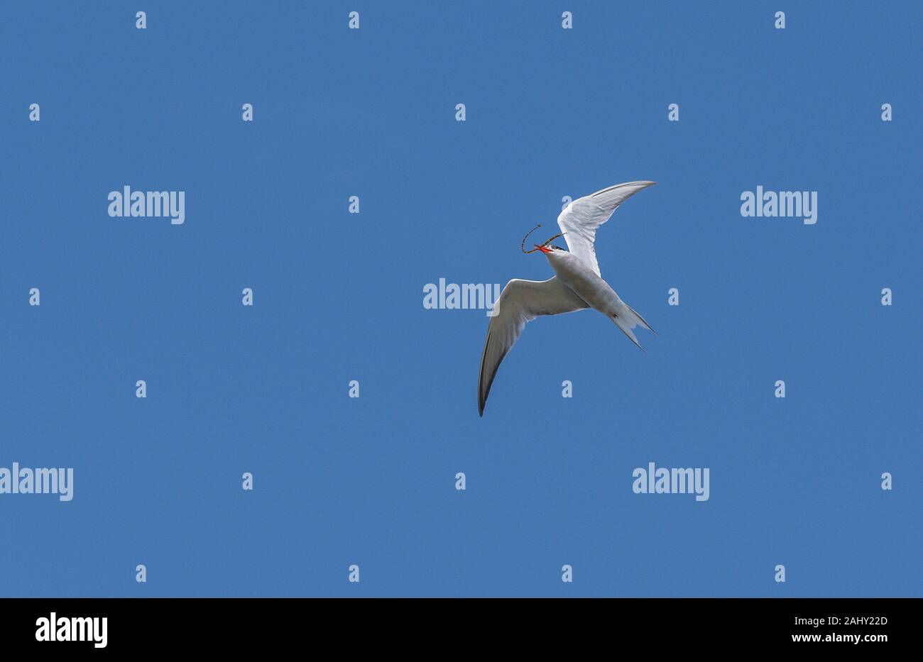 Common Tern, Sterna hirundo, in volo con pesce, nella stagione della riproduzione, il porto di Poole, Dorset. Foto Stock