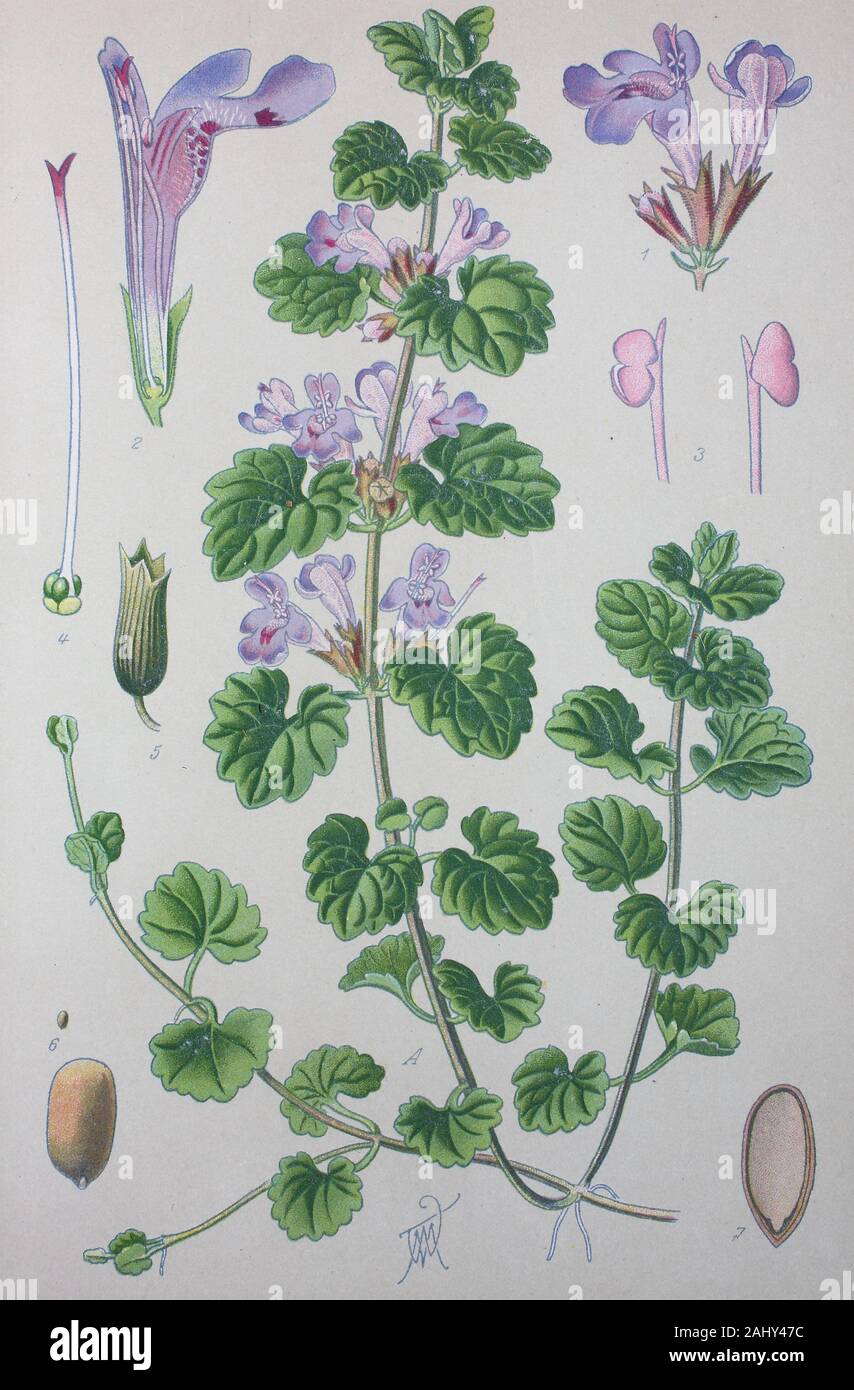 Glechoma hederacea, syn. Nepeta glechoma Benth., Nepeta hederacea, L., Trevir., evergreen superriduttore della menta famiglia Lippenblütler, massa-ivy, Gill-over-la-massa, creeping charlie, alehoof, tunhoof, catsfoot, campo balsamo, creeping jenny / Gundermann, Echt-Gundelrebe, Gundelrebe, Erdefeu genannt, Pflanzenart aus der Familie der Lippenblütler, digitale migliorata la riproduzione di un originale di stampa dal xix secolo / digitale Reproduktion von einer Originalvorlage aus dem 19. Jahrhundert Foto Stock