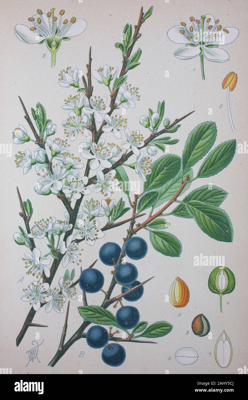 Prunus spinosa, prugnolo o sloe, rose famiglia delle Rosacee / Schlehdorn, Prunus spinosa, auch Schlehendorn, Schlehe, Sauerpflaume, Heckendorn, Schwarzdorn oder Deutsche Akazie genannt, ist eine Pflanzenart aus der Gattung Prunus, digitale migliorata la riproduzione di un originale di stampa dal xix secolo / digitale Reproduktion von einer Originalvorlage aus dem 19. Jahrhundert Foto Stock
